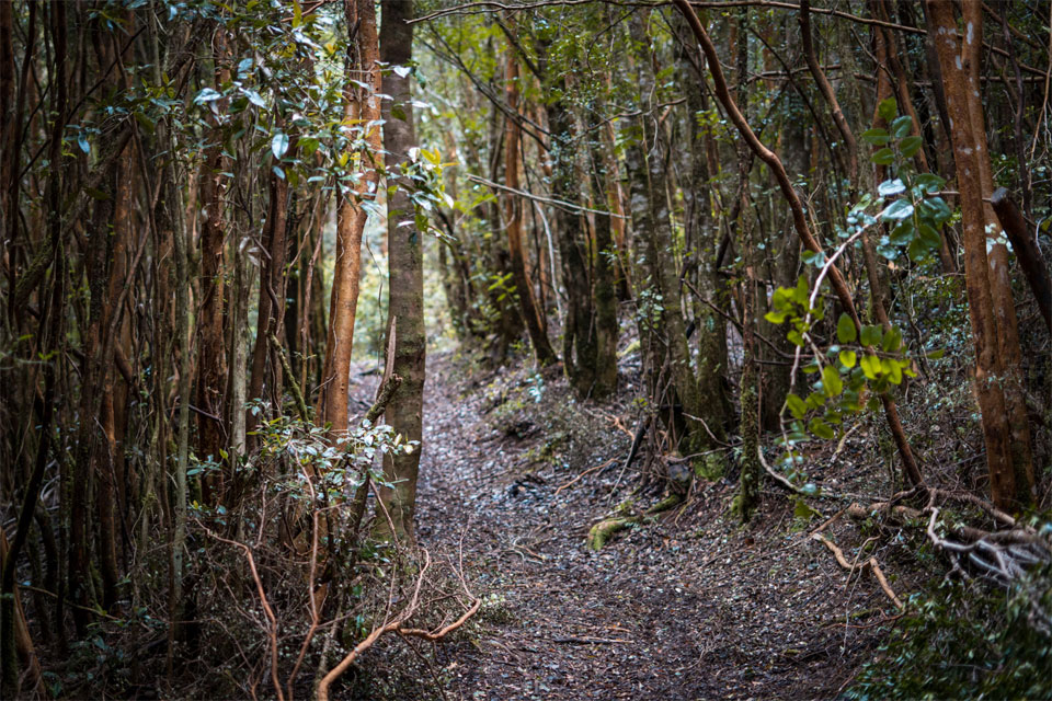 Bosque