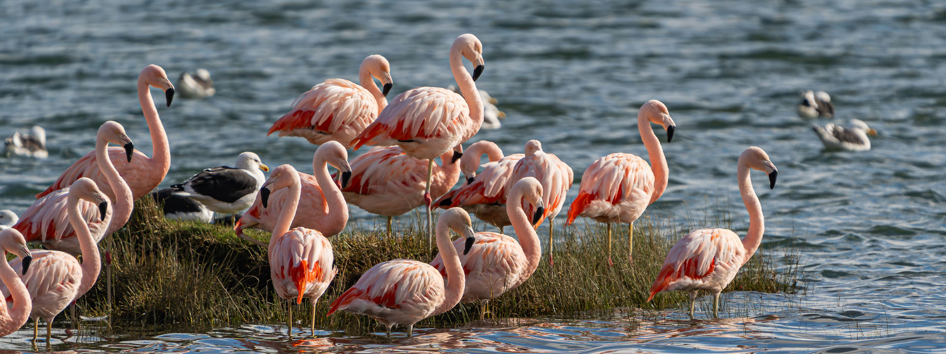 Flamencos en chiloe